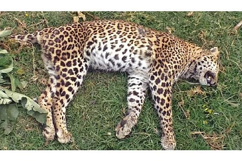 The female Leopard found dead near Kotagiri in The Nilgiris on Wednesday