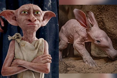 Dobby from Harry Potter (left) and Aardvark named 'Dobby' born in UK Zoo (Image credit: Twitter)