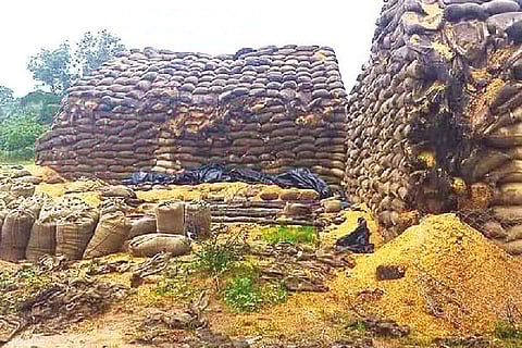 The damaged paddy stocks at Sannapuram godown near Kumbakonam on Sunday.