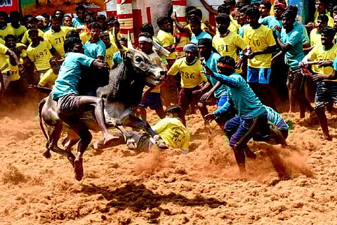 Madurai Alanganallur Jallikattu Tournament