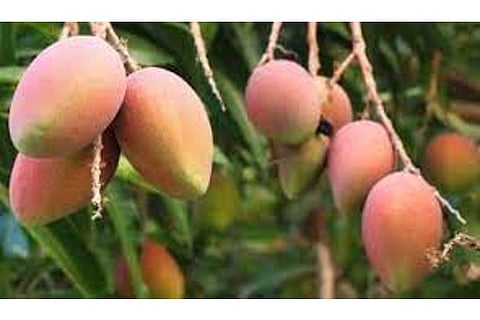 Representative image (Source: IANS)