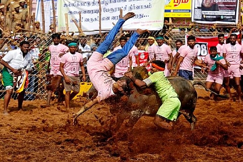 A villager is pinned down by a bull as another attempts to control him during the annual bull-taming