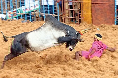 A bull fiercely charging at a participant. File photo