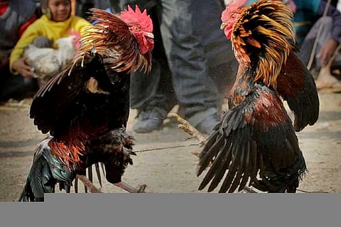 Ban on cockfights across Tamil Nadu until January 25