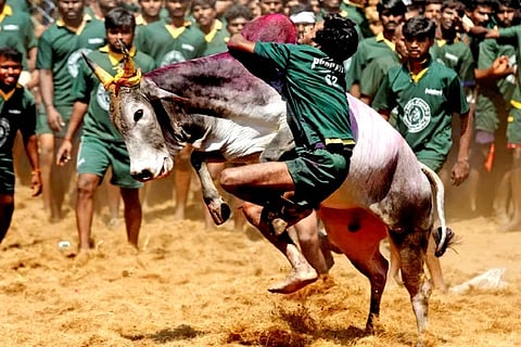 Jallikattu (Credit: Reuters)