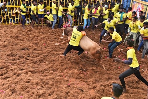 Jallikattu