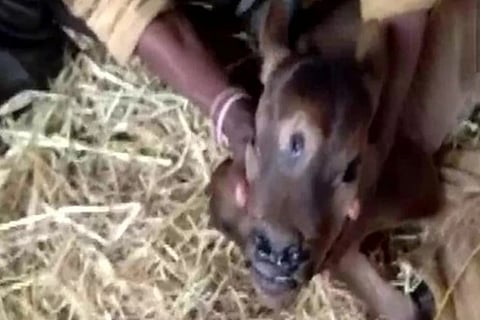 Three-eyed calf in Chhattisgarh (Image Courtesy: ANI)