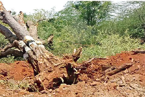 An uprooted tree along a highway near reserve forest area