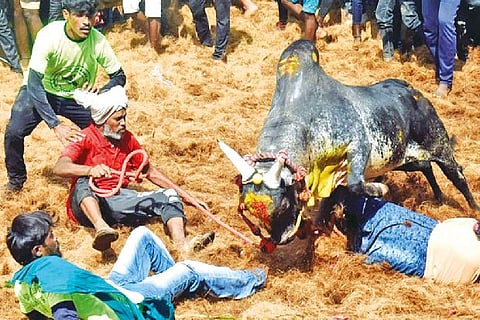 A bull attacking the tamers at a Jallikattu event at Navalur Kuttapattu in Tiruchy on Tuesday