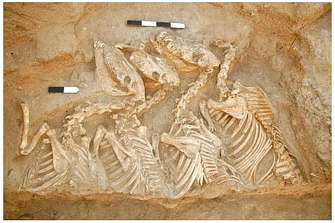 Kunga, a status symbol long before the thoroughbred