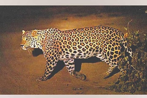 Representative image