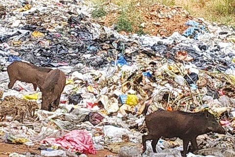 A group of wild boars along with their piglets rummage through the garbage mound