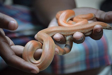 Snake rescue helpline receives over 200 calls