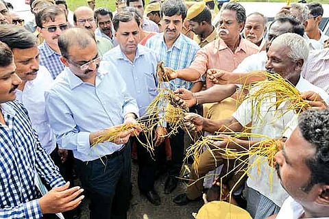 Members of the central team examine crops that were damaged in the rains in Ponneri