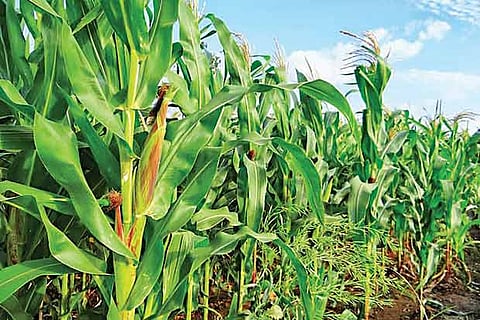 Tamil Nadu is one of the major maize growing states, with a production of 1.81 million tonnes