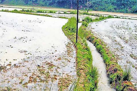 While there has been widespread rain in TN, the situation in Cauvery delta is quite the opposite