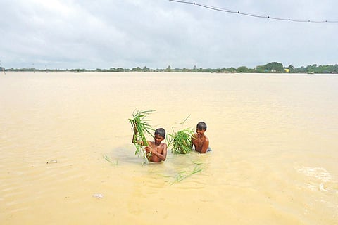 Inundated paddy fields in Cuddalore