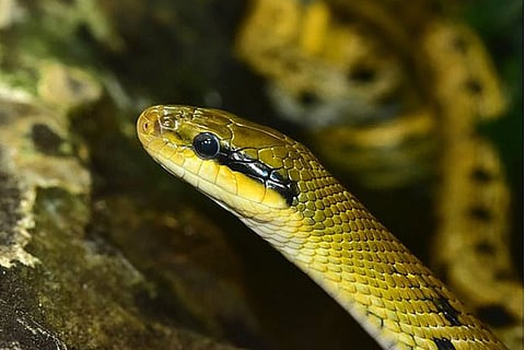 Representative Image&nbsp;