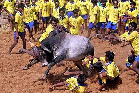A file photo of the jallikattu