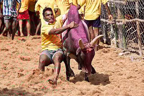Amend law to conduct jallikattu: Jayalalithaa