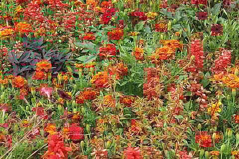 Annual flower show to resume after five-year gap