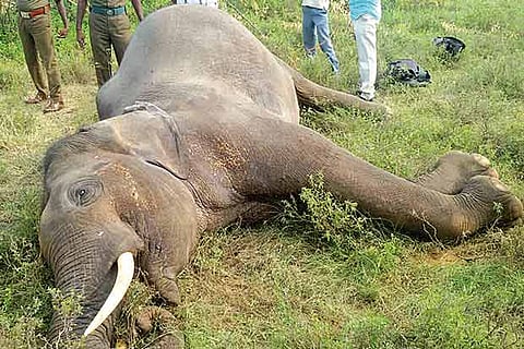 Poachers on prowl, tuskers in peril