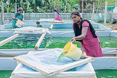 Women engaged in spirulina cultivation (Photo: Justin George)
