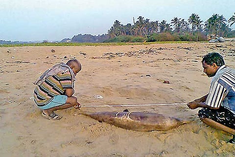 A female spinner dolphin that was found dead at the Uyyali Kuppam beach near Kalpakkam