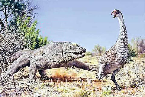 A flightless bird called Genyornis (R) is surprised on her nest by a 1 ton, predatory lizard