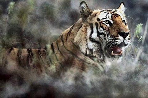 Tiger found dead in Kodaikanal hill