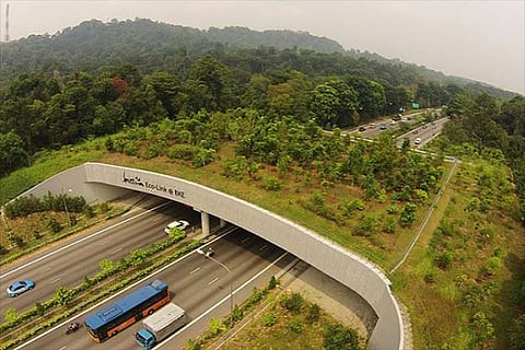 The EcoLink overpass in Singapore built to protect animals from traffic