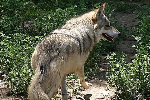 The Mexican grey wolf is an endangered species