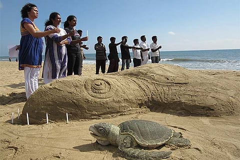 Members of the TREE Foundation pay homage to the 824 turtles which were found dead