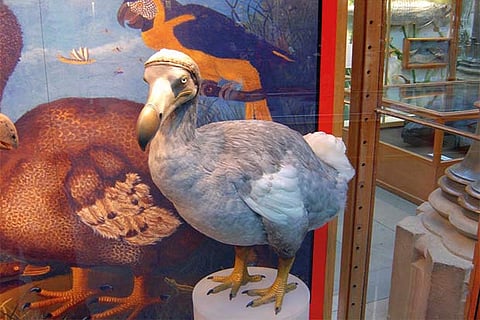 Painting of dodos as seen  in the islands of Mauritius