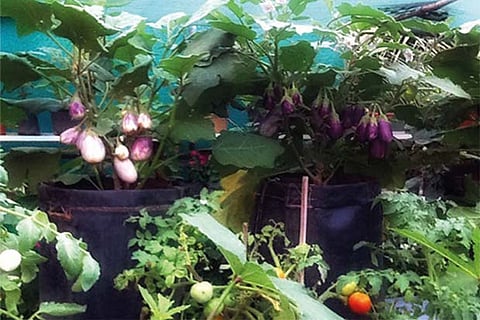 In summer, watering the plants once a day in the evening, between 5 and 6 pm is adequate