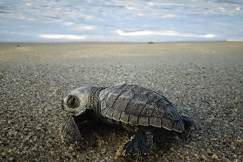 200 turtle hatchlings released into sea off Rameswaram