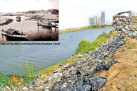 Buckingham Canal as it looks now, strewn with garbage and animal carcasses on its banks