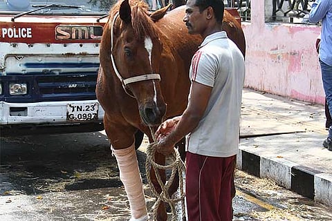 Star Wellington, police horse who got injured during training, stands outside the Ezhilagam Complex