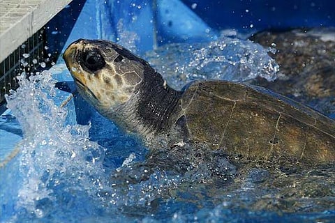 One of the two Olive Ridley turtles that was stranded and comatose on beach, seen recovering quickly