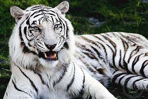 A file photo of a white tiger used for representation purpose only