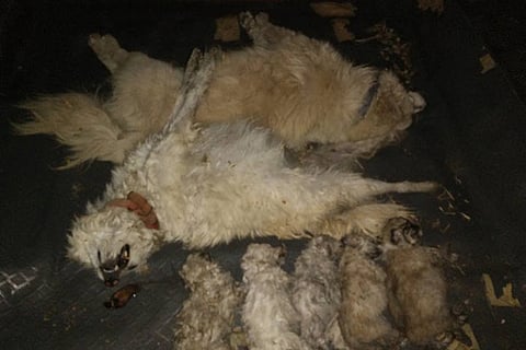 Last Friday (April 15), a few animal lovers found two adult Pomeranians and five puppies massacred