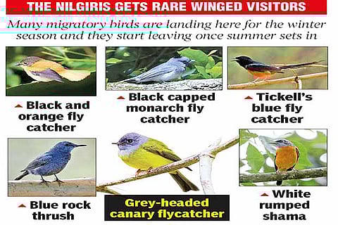 After the showers, rare migratory birds arrive