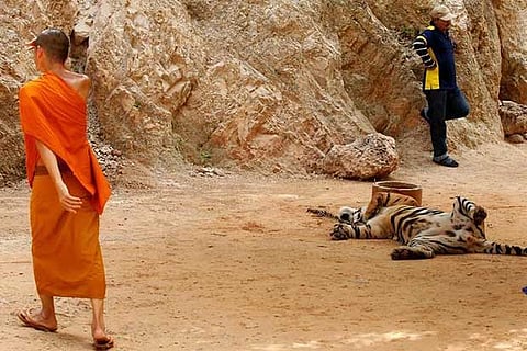 A monk walks past an allegedly sedated tiger at the Tiger Temple in Thailand