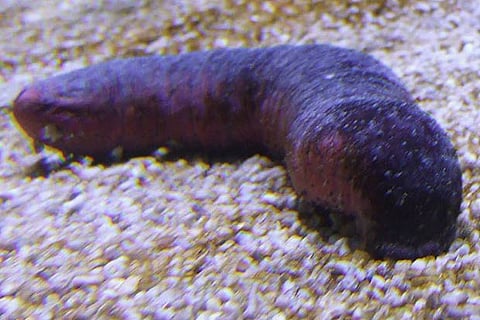 Representative Image of Sea cucumber