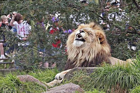 A file photo of a lion at Melbourne Zoo