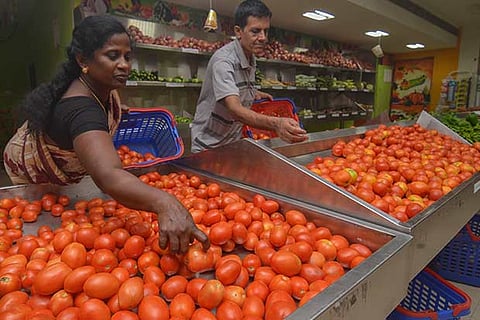 Tomato prices fall sharply as arrivals increase