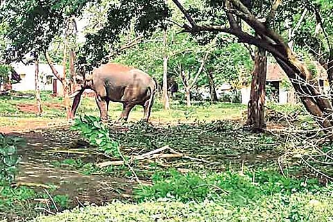 One of the kumki elephants brought to Madukkarai forest