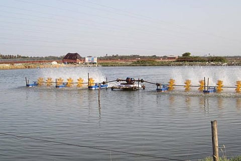 A shrimp farm functioning close to an agricultural land in Nagapattinam which affects cultivation