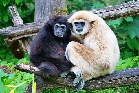 A pair of Western Hoolock Gibbon perched on a tree