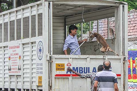 The canine being flung into the rescue vehicle (Photo: Justin George)